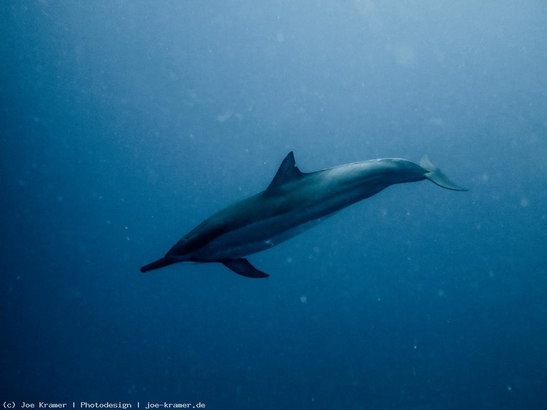 Delfin Schwimmen Mauritius