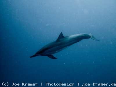 Delfin Schwimmen Mauritius