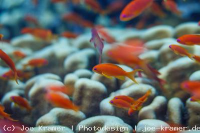 Rotes Meer - Unterwasser