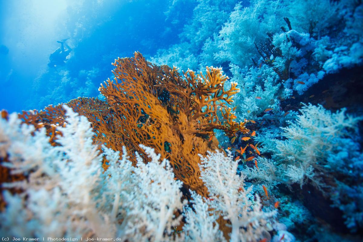 Rotes Meer - Unterwasser